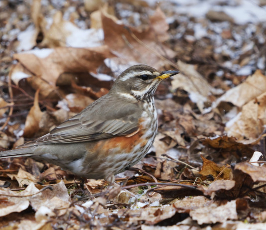 Respinta istanza Fidc su chiusura della caccia ai turdidi in Calabria Respinta istanza Fidc su chiusura della caccia ai turdidi in Calabria: tordo sassello (Turdus iliacus) tra le foglie