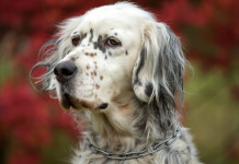 Respinti ricorsi su calendari venatori della Lombardia e dell’Emilia Romagna Respinti ricorsi su calendari venatori della Lombardia e dell’Emilia Romagna: setter inglese