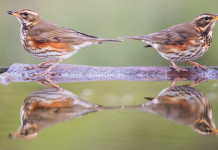 Respinto controricorso Fidc sul calendario venatorio dell’Umbria Respinto controricorso Fidc sul calendario venatorio dell’Umbria: due tordi sasselli (Turdus iliacus, redwing) sull'acqua