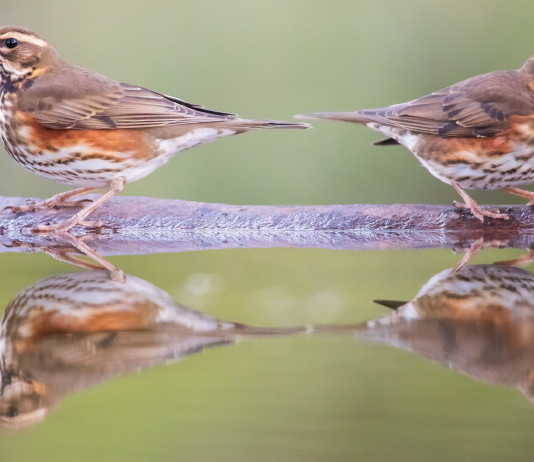 Respinto controricorso Fidc sul calendario venatorio dell’Umbria Respinto controricorso Fidc sul calendario venatorio dell’Umbria: due tordi sasselli (Turdus iliacus, redwing) sull'acqua