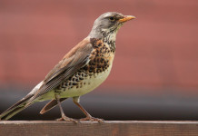 Respinto ricorso sul calendario venatorio dell’Emilia Romagna Respinto ricorso sul calendario venatorio dell’Emilia Romagna: cesena (fieldfare)