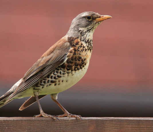 Respinto ricorso sul calendario venatorio dell’Emilia Romagna Respinto ricorso sul calendario venatorio dell’Emilia Romagna: cesena (fieldfare)