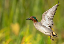 Respinto ricorso sul calendario venatorio della Lombardia Respinto ricorso sul calendario venatorio della Lombardia: alzavola in volo