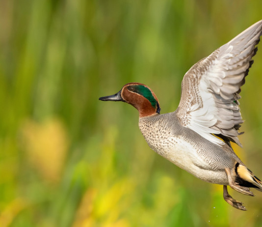 Respinto ricorso sul calendario venatorio della Lombardia Respinto ricorso sul calendario venatorio della Lombardia: alzavola in volo