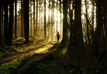 Ricostituito intergruppo Biodiversità, caccia e cultura rurale Ricostituito intergruppo Biodiversità, caccia e cultura rurale: cacciatore nella foresta belga