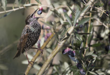 Sospesa caccia allo storno in Toscana, Arcicaccia chiede innalzamento quota Sospesa caccia allo storno in Toscana, Arcicaccia chiede innalzamento quota: storno mangia oliva