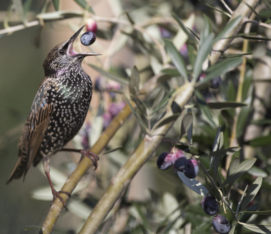 Sospesa caccia allo storno in Toscana, Arcicaccia chiede innalzamento quota Sospesa caccia allo storno in Toscana, Arcicaccia chiede innalzamento quota: storno mangia oliva