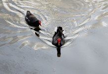 Tar Sardegna anticipa la chiusura della caccia a gallinella d’acqua e germano reale Tar Sardegna anticipa la chiusura della caccia a gallinella d’acqua e germano reale: due gallinelle d'acqua