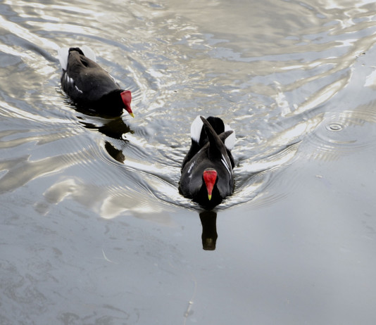 Tar Sardegna anticipa la chiusura della caccia a gallinella d’acqua e germano reale Tar Sardegna anticipa la chiusura della caccia a gallinella d’acqua e germano reale: due gallinelle d'acqua