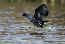 Tar modifica in parte calendario venatorio del Veneto (e ribadisce costituzionalità della caccia) Tar modifica in parte calendario venatorio del Veneto (e ribadisce costituzionalità della caccia) - gallinella d'acqua in volo