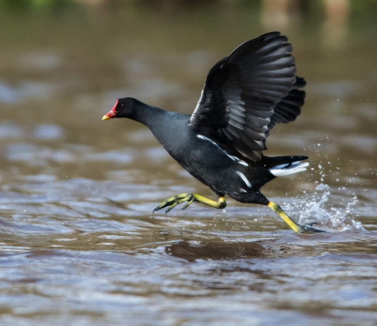 Tar modifica in parte calendario venatorio del Veneto (e ribadisce costituzionalità della caccia) Tar modifica in parte calendario venatorio del Veneto (e ribadisce costituzionalità della caccia) - gallinella d'acqua in volo