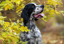 Veneziano e Sperandio critici sull’emendamento sui calendari venatori: «Proposta grave» Veneziano e Sperandio critici sull’emendamento sui calendari venatori: «Proposta grave» - setter inglese