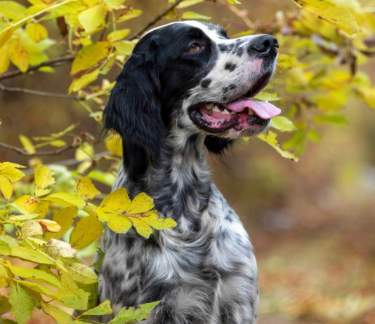 Veneziano e Sperandio critici sull’emendamento sui calendari venatori: «Proposta grave» Veneziano e Sperandio critici sull’emendamento sui calendari venatori: «Proposta grave» - setter inglese