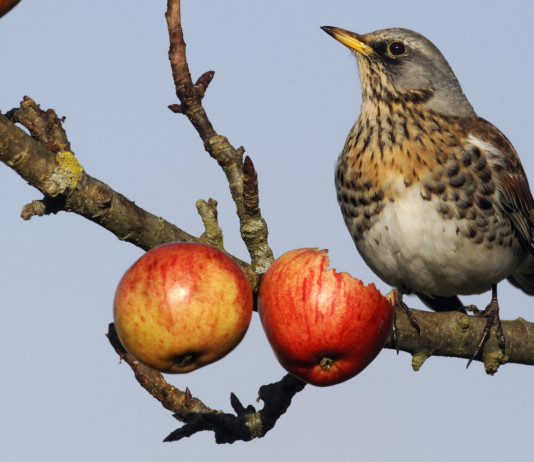Arcicaccia: sul calendario venatorio dell’Umbria «un disastro annunciato» Arcicaccia: sul calendario venatorio dell’Umbria «un disastro annunciato» - cesena (Turdus pilaris) sul ramo di un melo