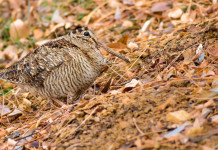 Aumenta il caos sul calendario venatorio dell’Umbria Aumenta il caos sul calendario venatorio dell’Umbria: beccaccia tra le foglie autunnali