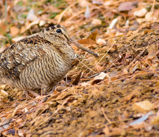 Aumenta il caos sul calendario venatorio dell’Umbria Aumenta il caos sul calendario venatorio dell’Umbria: beccaccia tra le foglie autunnali