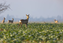 Bruzzone chiede calendarizzazione proposta di legge su riforma Ispra Bruzzone chiede calendarizzazione proposta di legge su riforma Ispra: cinque caprioli