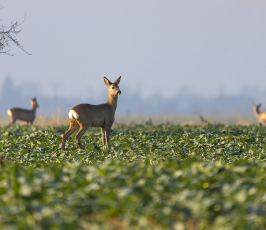 Bruzzone chiede calendarizzazione proposta di legge su riforma Ispra Bruzzone chiede calendarizzazione proposta di legge su riforma Ispra: cinque caprioli