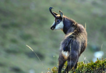 Caccia Magazine febbraio 2025 in edicola e nello shop online