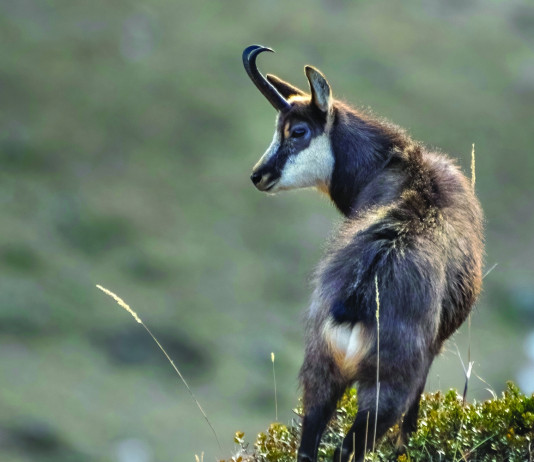 Caccia Magazine febbraio 2025 in edicola e nello shop online