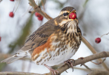 Caccia al tordo, Fidc: decreto del Tar della Calabria non automaticamente applicabile Caccia al tordo, Fidc: sentenza del Tar della Calabria non automaticamente applicabile: tordo sassello (Turdus iliacus) con bacca rossa nel becco