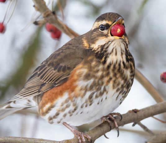 Caccia al tordo, Fidc: decreto del Tar della Calabria non automaticamente applicabile Caccia al tordo, Fidc: sentenza del Tar della Calabria non automaticamente applicabile: tordo sassello (Turdus iliacus) con bacca rossa nel becco