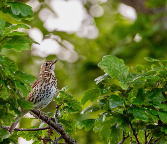 Caos in Umbria dopo l’emendamento sui calendari venatori Caos in Umbria dopo l’emendamento sui calendari venatori: tordo sassello (Turdus philomelos)