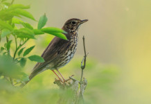 Chiusura della caccia al tordo, ambientalisti diffidano Regione Calabria Chiusura della caccia al tordo, ambientalisti diffidano Regione Calabria: tordo bottaccio
