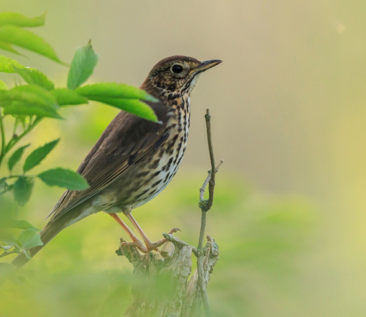 Chiusura della caccia al tordo, ambientalisti diffidano Regione Calabria Chiusura della caccia al tordo, ambientalisti diffidano Regione Calabria: tordo bottaccio