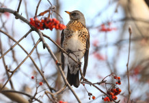 Chiusura della caccia in Umbria, animalisti diffidano Regione Chiusura della caccia in Umbria, animalisti diffidano Regione: cesena (turdus pilaris, fieldfare) su ramo