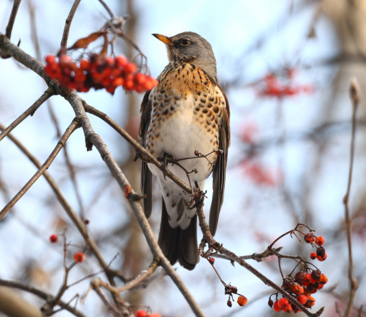 Chiusura della caccia in Umbria, animalisti diffidano Regione Chiusura della caccia in Umbria, animalisti diffidano Regione: cesena (turdus pilaris, fieldfare) su ramo