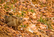 Doppio ricorso al Tar dell’Umbria per far riaprire la caccia a tordo e beccaccia Doppio ricorso al Tar dell’Umbria per far riaprire caccia a tordo e beccaccia