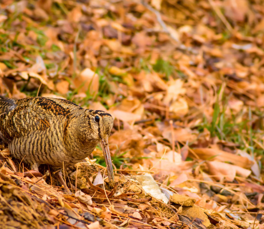 Doppio ricorso al Tar dell’Umbria per far riaprire la caccia a tordo e beccaccia Doppio ricorso al Tar dell’Umbria per far riaprire caccia a tordo e beccaccia