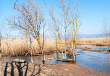 Fidc chiede a governo impegno legislativo su gestione delle zone umide Federcaccia chiede a governo impegno legislativo su gestione delle zone umide: Padule di Fucecchio