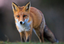 Toscana ripristina disciplina del controllo della volpe alla tana Giunta Toscana ripristina disciplina del controllo della volpe alla tana