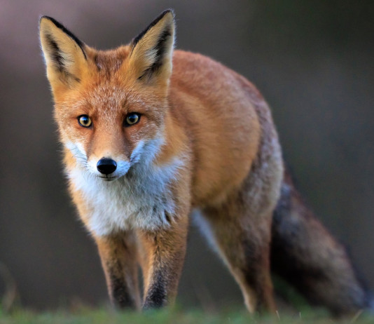 Toscana ripristina disciplina del controllo della volpe alla tana Giunta Toscana ripristina disciplina del controllo della volpe alla tana