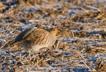 Il Tar: giusto non aver consentito la caccia alla starna in Veneto Il Tar: giusto non aver consentito la caccia alla starna in Veneto