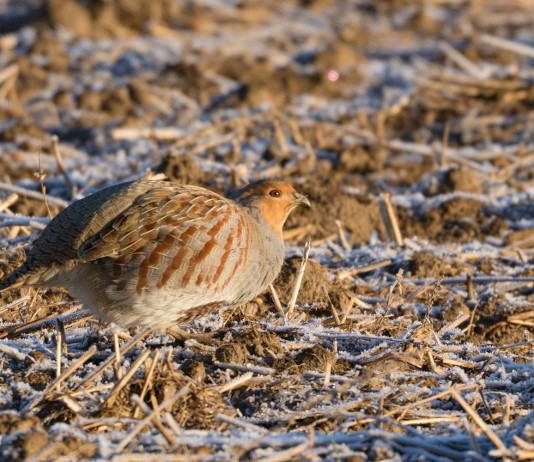 Il Tar: giusto non aver consentito la caccia alla starna in Veneto Il Tar: giusto non aver consentito la caccia alla starna in Veneto