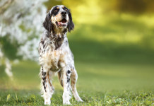 Il governo non intende nominare un commissario dell’Enci Il governo non intende nominare un commissario dell’Enci: setter inglese