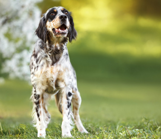 Il governo non intende nominare un commissario dell’Enci Il governo non intende nominare un commissario dell’Enci: setter inglese