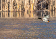Toscana, slitta obbligo di rinnovo telematico appostamenti fissi In Toscana slitta obbligo di rinnovare telematicamente autorizzazione per appostamenti fissi: germano reale in volo