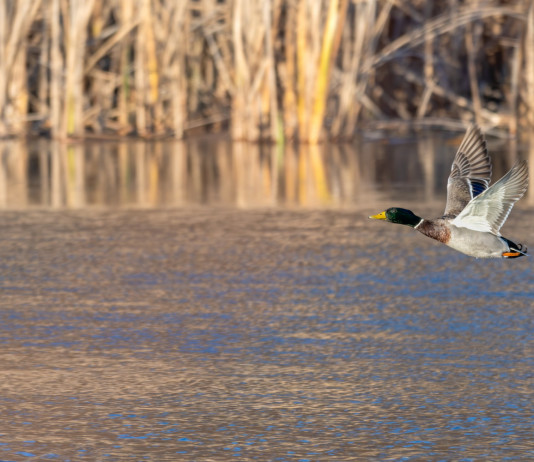 Toscana, slitta obbligo di rinnovo telematico appostamenti fissi In Toscana slitta obbligo di rinnovare telematicamente autorizzazione per appostamenti fissi: germano reale in volo