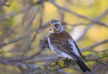 In attesa della sentenza del Tar della Lombardia sui valichi montani In attesa della sentenza del Tar della Lombardia sui valichi montani: cesena (Turdus pilaris) su ramo d'albero