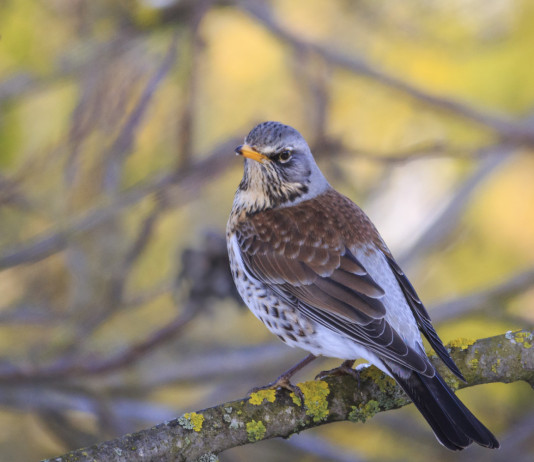 In attesa della sentenza del Tar della Lombardia sui valichi montani In attesa della sentenza del Tar della Lombardia sui valichi montani: cesena (Turdus pilaris) su ramo d'albero