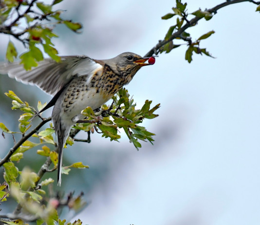 L’Arcicaccia chiede chiarimenti sul calendario venatorio dell’Umbria L’Arcicaccia chiede chiarimenti sul calendario venatorio dell’Umbria: cesena (Turdus pilaris)