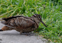 La nuova legge sui calendari venatori non si applica alle Marche 2024/2025 La nuova legge sui calendari venatori non si applica alle Marche 2024/2025: beccaccia