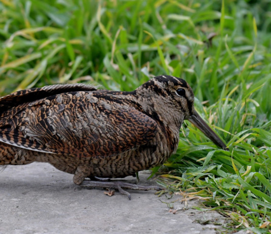 La nuova legge sui calendari venatori non si applica alle Marche 2024/2025 La nuova legge sui calendari venatori non si applica alle Marche 2024/2025: beccaccia