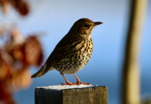 Lombardia approva delibera su anelli per richiami vivi Lombardia approva delibera su anelli per richiami vivi: tordo bottaccio