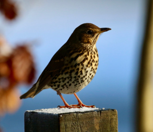 Lombardia approva delibera su anelli per richiami vivi Lombardia approva delibera su anelli per richiami vivi: tordo bottaccio
