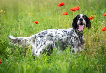 Partito democratico chiede commissariamento Enci Partito democratico chiede commissariamento Enci: setter inglese tra i tulipani